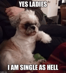 a shih tzu dog is sitting on a person 's lap with its paw on the person 's leg .