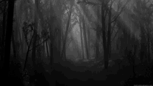 a black and white photo of a foggy forest with the sun shining through the trees