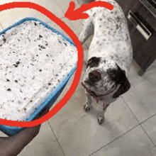 a dog looking at a container of ice cream with a red circle around it