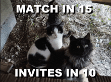 two black and white cats sitting next to each other with the words match in 15 invites in 10