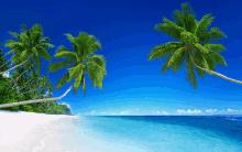 a beach with palm trees and a blue ocean in the background