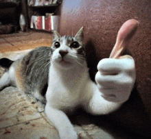 a cat is giving a thumbs up sign while laying on the floor