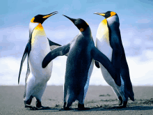 three penguins standing on a sandy beach looking at each other