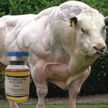 a bottle of trenbolone acetate is next to a muscular bull