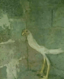 a chicken with long legs is standing next to a wall .