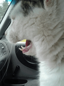 a cat with its mouth open is sitting in a car