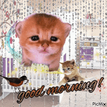 a picture of a kitten and a bird with the words good morning