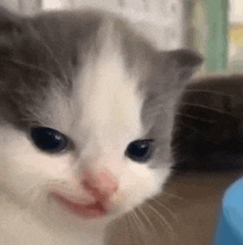 a close up of a gray and white kitten smiling .