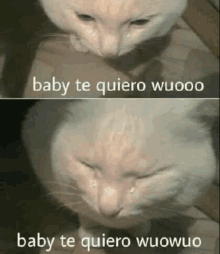 a picture of a cat with the words baby te quiero woooo