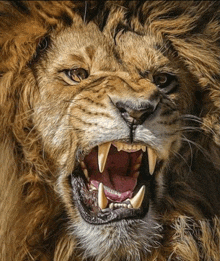 a close up of a lion with its mouth open showing its teeth