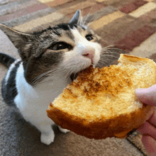 a cat is eating a slice of bread from someone 's hand