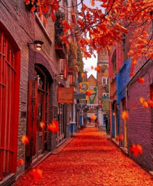 a narrow alleyway with red leaves on the ground