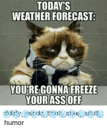 a grumpy cat wearing a scarf says today 's weather forecast