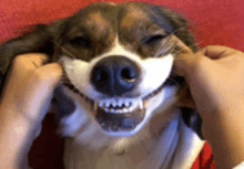 a close up of a dog making a funny face with its mouth open