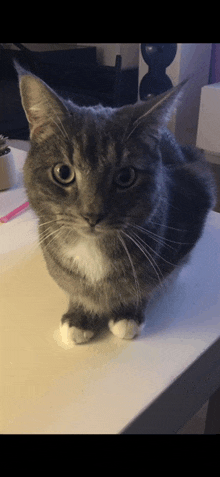 a gray and white cat is sitting on a white table and looking at the camera