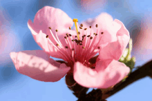 a closeup of a pink flower with a blue sky in the background