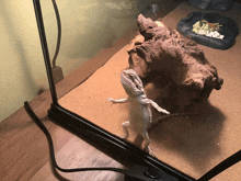 a lizard standing in front of a glass cage