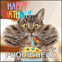 a cat is holding a cupcake with a candle in its mouth and says happy birthday puddinhead on the bottom