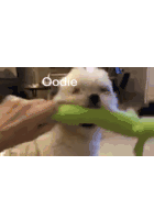 a white dog is chewing on a green toy with the word oodie written on it .