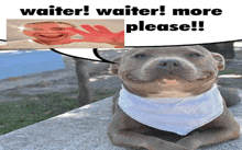 a dog with a bandana around its neck is laying on a ledge with a speech bubble saying waiter waiter more please