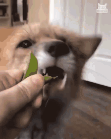 a close up of a dog eating a leaf from a person 's hand with a cat collective logo on the bottom