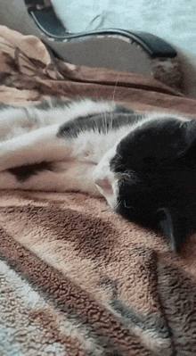 a black and white cat is laying on a blanket on a bed