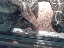 a close up of a snake 's head looking out a window