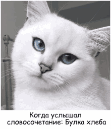 a white cat with blue eyes is looking at the camera with a caption in russian