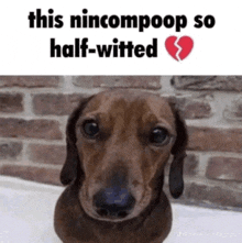 a picture of a dachshund with the caption " this nincompoop so half-witted " on it