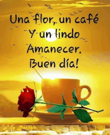 a cup of coffee with a red rose on a saucer and the words una flor un cafe y un lindo amanecer buen dia on the bottom