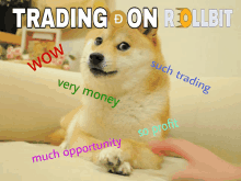 a doge sitting on a couch with the words trading on rollbit on the top