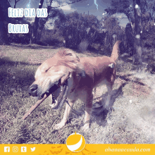 a picture of a dog with a stick in its mouth with the words feliz dia das bruxas above it