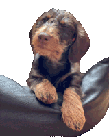 a small brown and tan dog laying on a black leather pillow