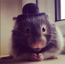 a close up of a hamster wearing a black hat