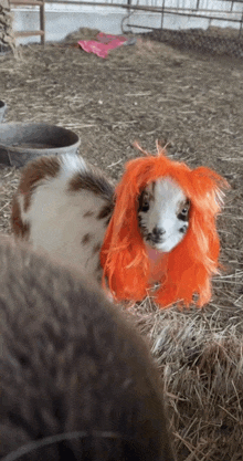 a sheep wearing an orange wig is laying in the hay