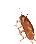 a cockroach is walking on a white background .