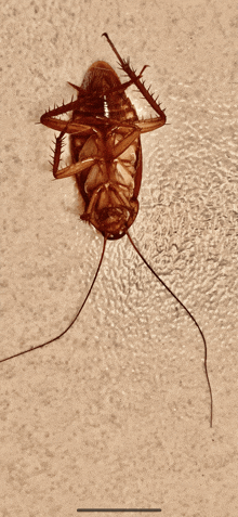 a cockroach is laying on its back on a surface