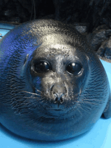 a close up of a seal 's face with a blue background