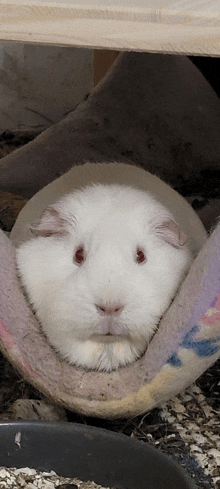 a white guinea pig with red eyes is laying down