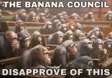 a bunch of chimpanzees are sitting in a classroom with the caption " the banana council disaapprove of this "