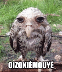 an owl with a big beak is standing in the grass with a caption that says oizokiemouyé .