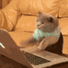 a cat wearing a scarf is sitting in front of a laptop computer .