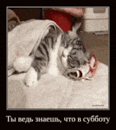 a picture of a cat laying on a bed with a towel on its head in russian