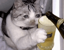 a cat is holding a glass of beer next to a bottle .