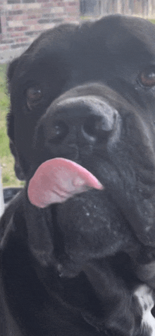 a close up of a dog licking its nose