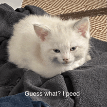 a white kitten is laying on a blanket and the caption guess what i peed