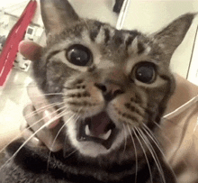 a close up of a cat 's face with its mouth open .