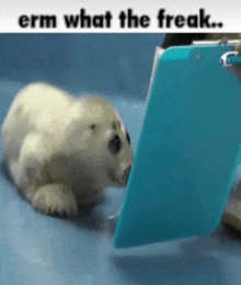 a seal puppy is looking at a clipboard with the caption `` erm what the freak ... ''