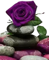 a purple rose is sitting on a pile of rocks