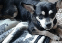 a black and white dog is laying on a striped blanket .